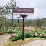 Siêu phẩm đẹp trên đồi đẹp, view rừng thông, xung quanh toàn khách sạn - Ảnh thu nhỏ 12