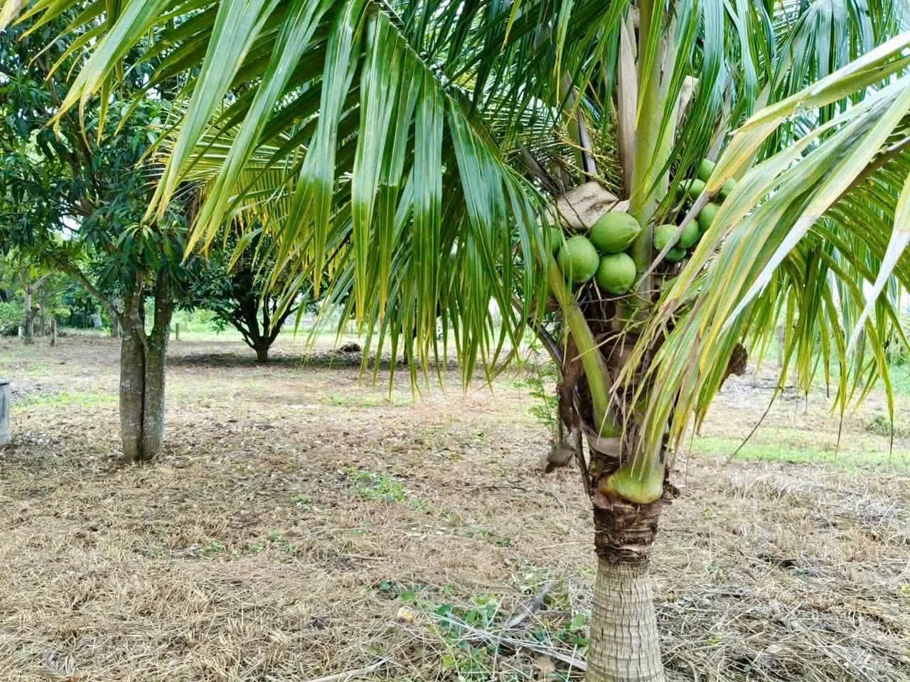 Bán 1000m2 đất ở Hàm Liêm, Bình Thuận, 550 triệu - Ảnh 1
