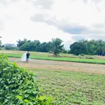 Bán lô đất 12.345m2 tại Hàm Thắng, Lâm Đồng - Ảnh thu nhỏ 2