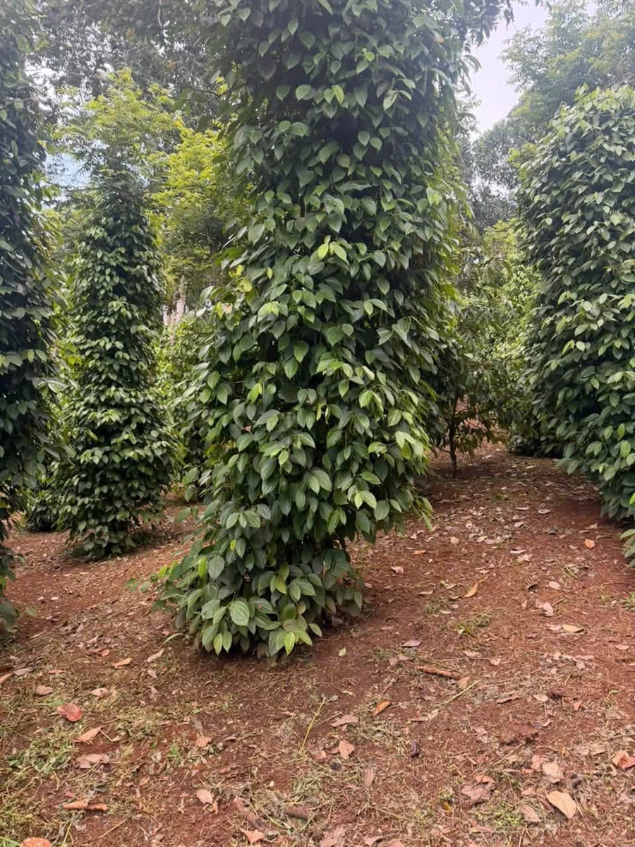 Bán 2 hecta đất rẫy Đắk Nông 2 tỷ 500 triệu - Ảnh thu nhỏ 2