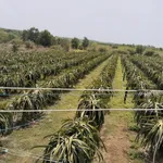 Bán đất nông nghiệp 28.000 m² tại Bình Thuận - Ảnh thu nhỏ 4