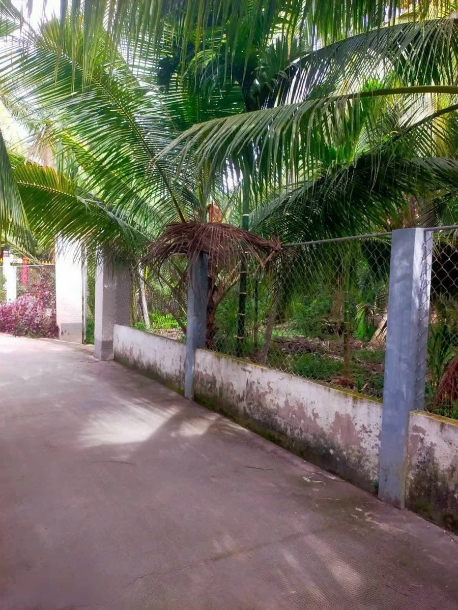 Bán 4.700m² đất vườn dừa tại Vĩnh Long - Ảnh thu nhỏ 4
