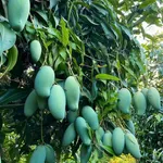 Bán đất 1.3 sào xã La Ngà Đồng Nai, giảm 200 triệu - Ảnh thu nhỏ 2