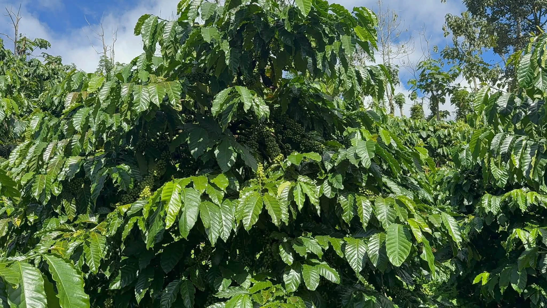 Bán 1,5 ha đất vườn cà phê, hồ tiêu có nhà cấp 4 sát Quốc lộ 14, Đắk Song, Đắk Nông - Ảnh 1