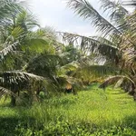 Bán đất vườn dừa 10.000m2 Ba Tri, Bến Tre - Ảnh thu nhỏ 2