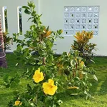 Bán vườn 1.600m² Hàm Chính Bình Thuận 1 tỷ 7 - Ảnh thu nhỏ 4