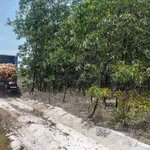 Bán đất biển Phong Phú TP Huế 21.000 m² chỉ 360 triệu - Ảnh thu nhỏ 4