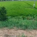 Bán đất mặt tiền đường huyện lộ 48 - Ảnh thu nhỏ 5
