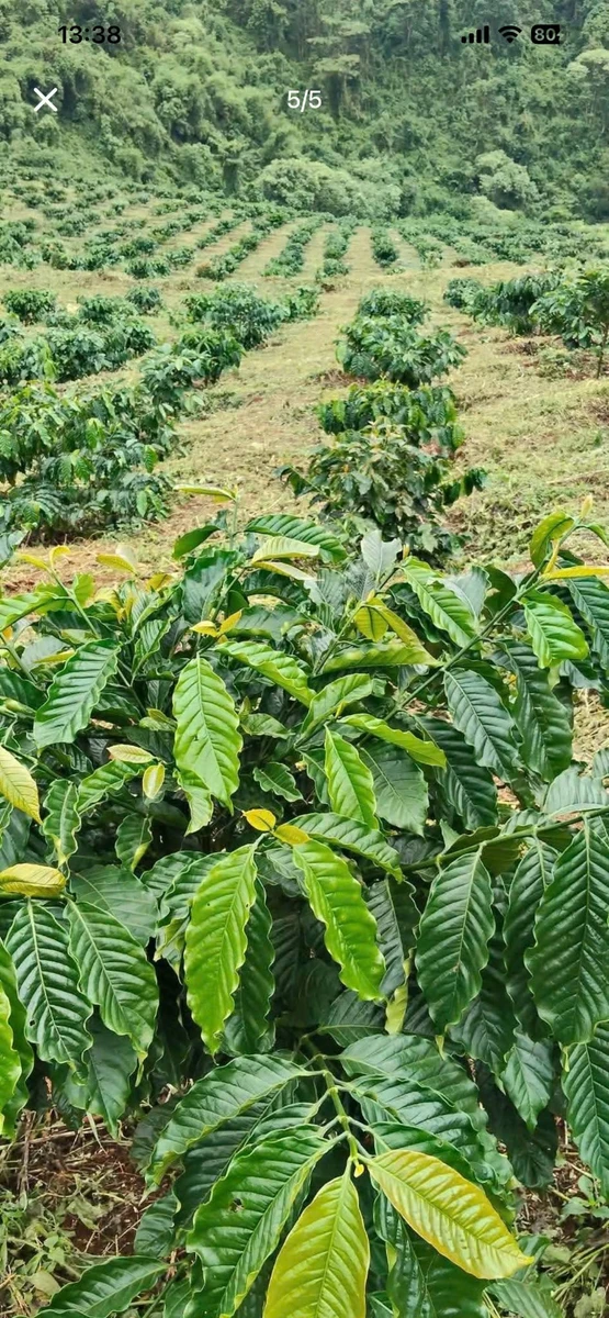 Bán đất rẫy cà phê 3 hectare ở Đắk Ha, Lâm Đồng, 3,7 tỷ - Ảnh thu nhỏ 5