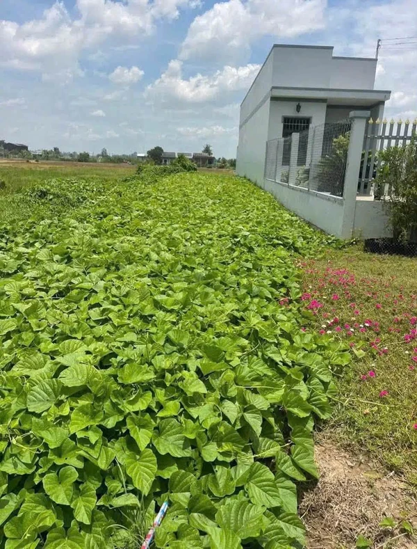 Bán đất thổ mặt tiền Tỉnh Lộ 833B Tân Trụ 200m² - 1 tỷ 499 triệu