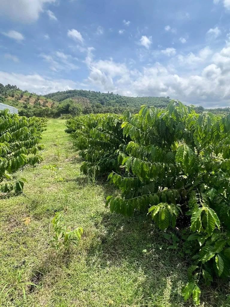 Bán vườn cà phê 1,4 hecta (14.000 m²) Phú Xuân Tân Phú Đồng Nai - Ảnh thu nhỏ 3