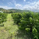 Bán vườn cà phê 1,4 hecta (14.000 m²) Phú Xuân Tân Phú Đồng Nai - Ảnh thu nhỏ 3