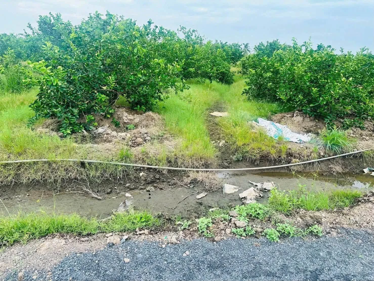 Bán đất vườn 500m2 giá 420 triệu, xã Thạnh Lợi (Thạnh Hòa, Bến Lức cũ), Tây Ninh - Ảnh 1