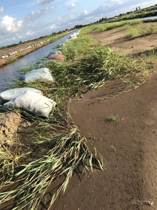Tôi cần bán mô hình nông trại Vườn-Ao-Chuồng Tân Phước Tiền Giang, diện tích 57000m2 giá 25tỷ - Ảnh thu nhỏ 5
