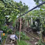 Bán đất 189,3m2 (thổ cư 90m2) kèm nhà kho và vườn, gần chợ Bưng Cầu, Hiệp An - Ảnh thu nhỏ 3