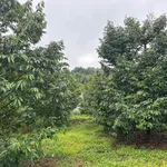 Bán đất vườn 2000m² giáp QL13, Bình Phước 305 triệu - Ảnh thu nhỏ 5