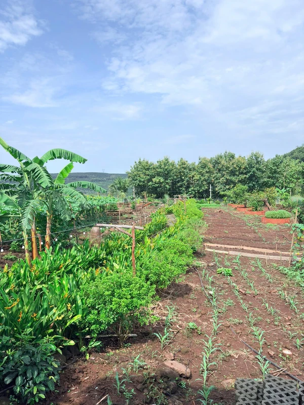 Bán đất vườn 1.000m² La Ngà có cây trái, 580 triệu
