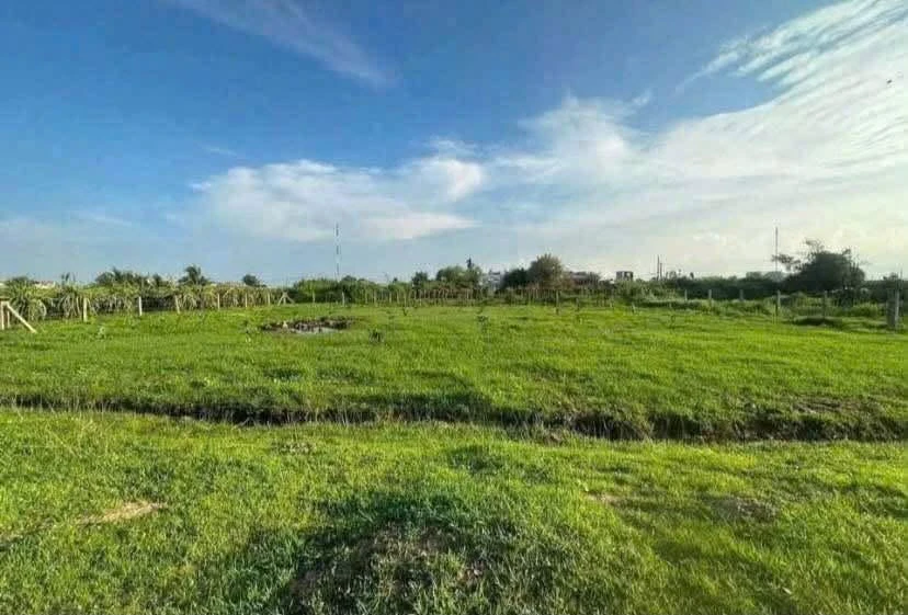 Bán đất cây trồng 190m2 sổ hồng riêng Hàm Liêm Khánh Hòa - Ảnh thu nhỏ 5