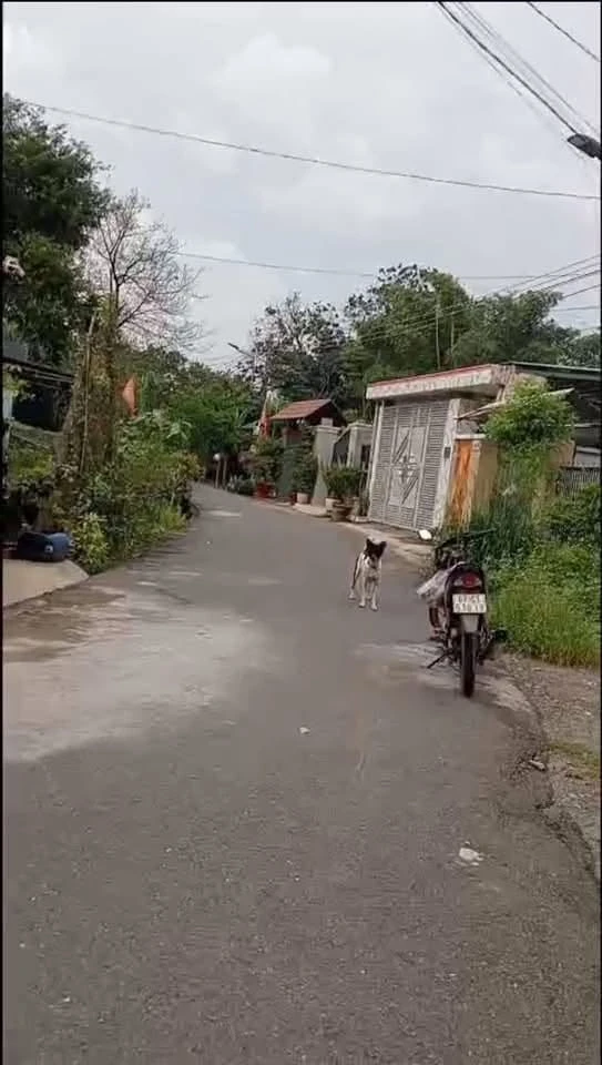 Bán lô đất 10x53m Phú An, Thủ Đức 2,3 tỷ - Ảnh thu nhỏ 3
