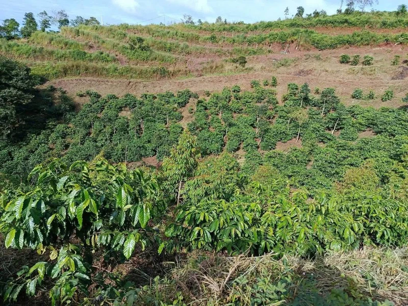 Bán đất rẫy 1,3 ha trồng cà phê, sầu riêng tại Cư Né, Krông Búk, Đắk Lắk