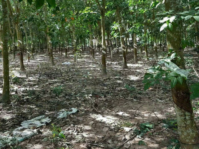 Bán đất thổ cư 480m2 Gò Dầu Tây Ninh 950 triệu