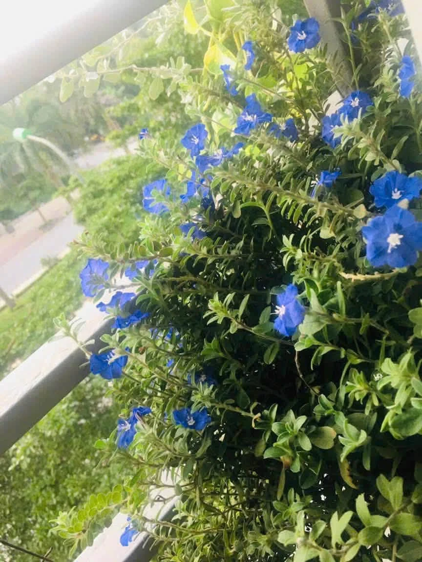 Bán căn hộ chung cư 66m² Lê Mao kéo dài, TP Vinh - Ảnh thu nhỏ 5