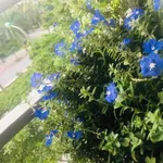 Bán căn hộ chung cư 66m² Lê Mao kéo dài, TP Vinh - Ảnh thu nhỏ 5