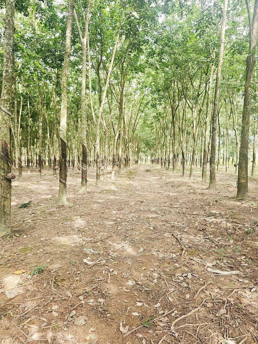 Bán 2.4 ha đất cao su Tân Lợi Đồng Nai, 6 tỷ - Ảnh 1