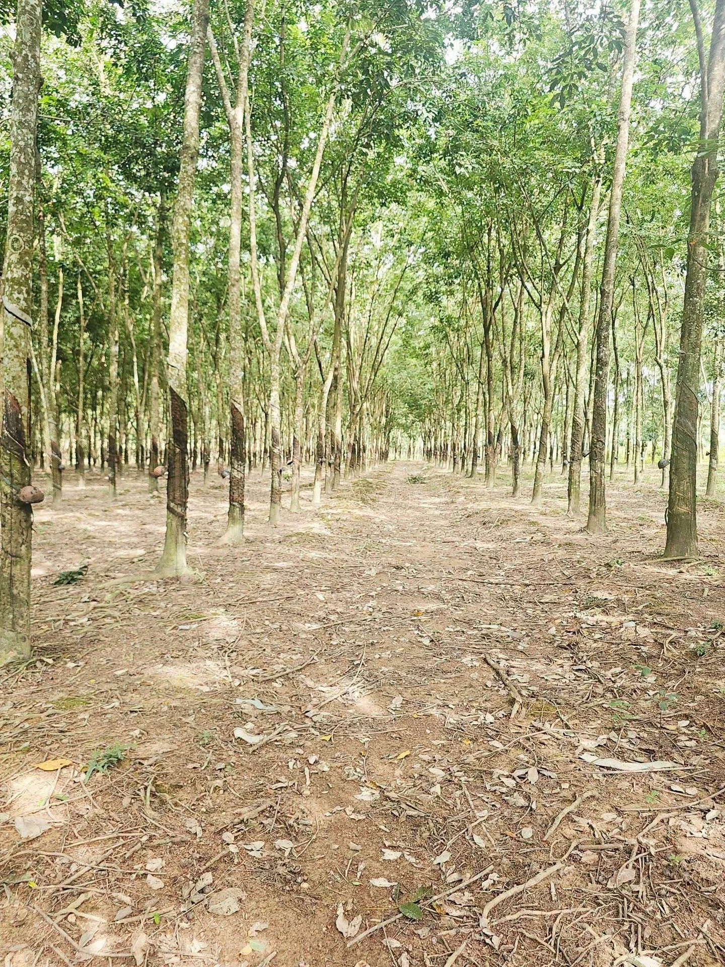 Bán 2.4 ha đất cao su Tân Lợi Đồng Nai, 6 tỷ - Ảnh 1