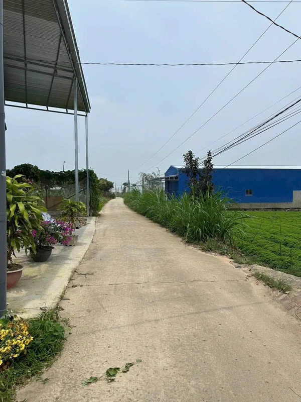 Bán đất Phú Trung – Phú Hội, 130m², giá 950 triệu