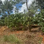 Bán lô đất vườn full cà phê và tiêu có thổ cư 680tr/2000m2 sẵn 300m2 thổ cư đường bêtông 0938 609 *** - Ảnh thu nhỏ 4