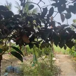 Bán đất thổ cư 996m² tại Cần Giuộc, Tây Ninh, giá 2.2 tỷ - Ảnh thu nhỏ 3