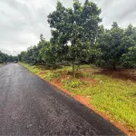 10 tỷ cho 2,3 ha phù hợp làm kho bãi hoặc nông nghiệp sát Quốc Lộ 14 Đăk Nông - Ảnh thu nhỏ 8