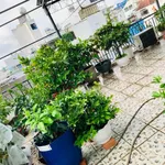 Nhà 4 tầng 60m2 cho thuê 9 phòng, Phường 5 Bình Thạnh, giá 6 tỷ - Ảnh thu nhỏ 4
