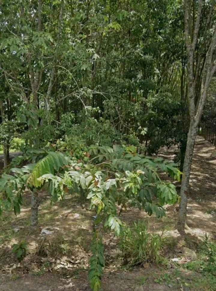 Bán đất 2 mặt tiền 2255m2 đường Bà Thiên, xã Nhuận Đức, Củ Chi, giá 7,5 tỷ - Ảnh thu nhỏ 3