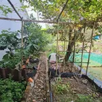 Nhà vườn 360m² với ao cá, vườn cây tại Cà Mau - Ảnh thu nhỏ 5