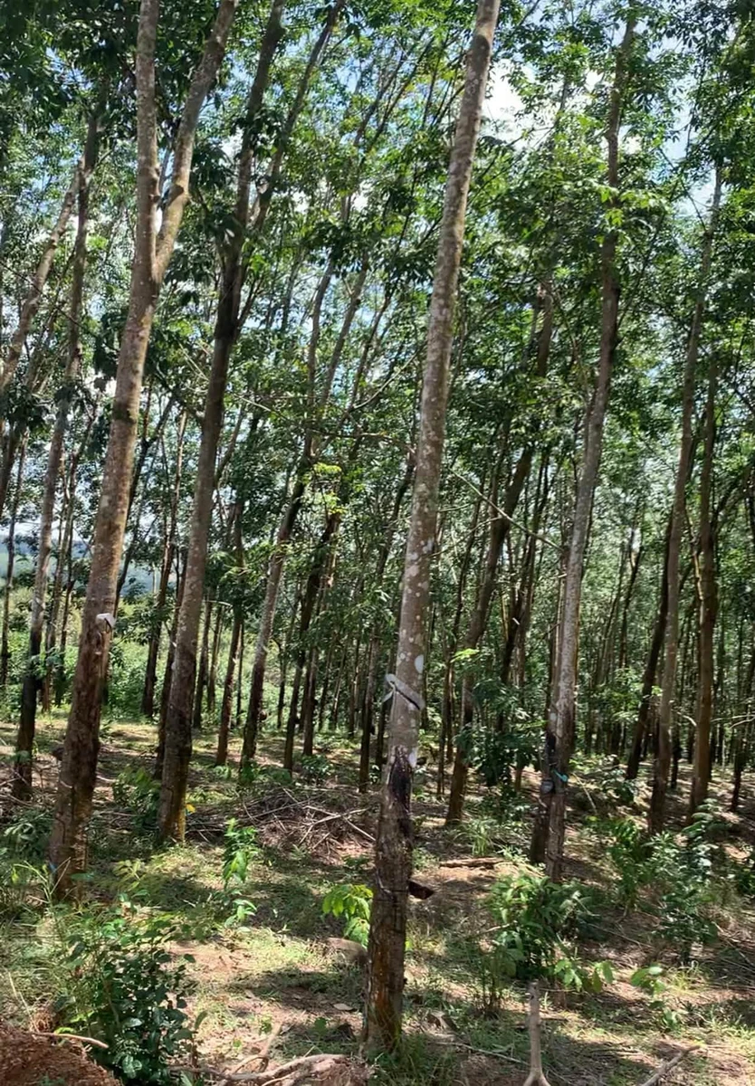 Bán đất vườn cao su 1,03 ha tại Phú Trung, Bình Phước giá 2,5 tỷ - Ảnh thu nhỏ 3