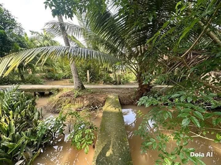 Bán đất 2.077m² tại Ấp Hoà Bình, Giồng Trôm, Bến Tre - Ảnh thu nhỏ 4