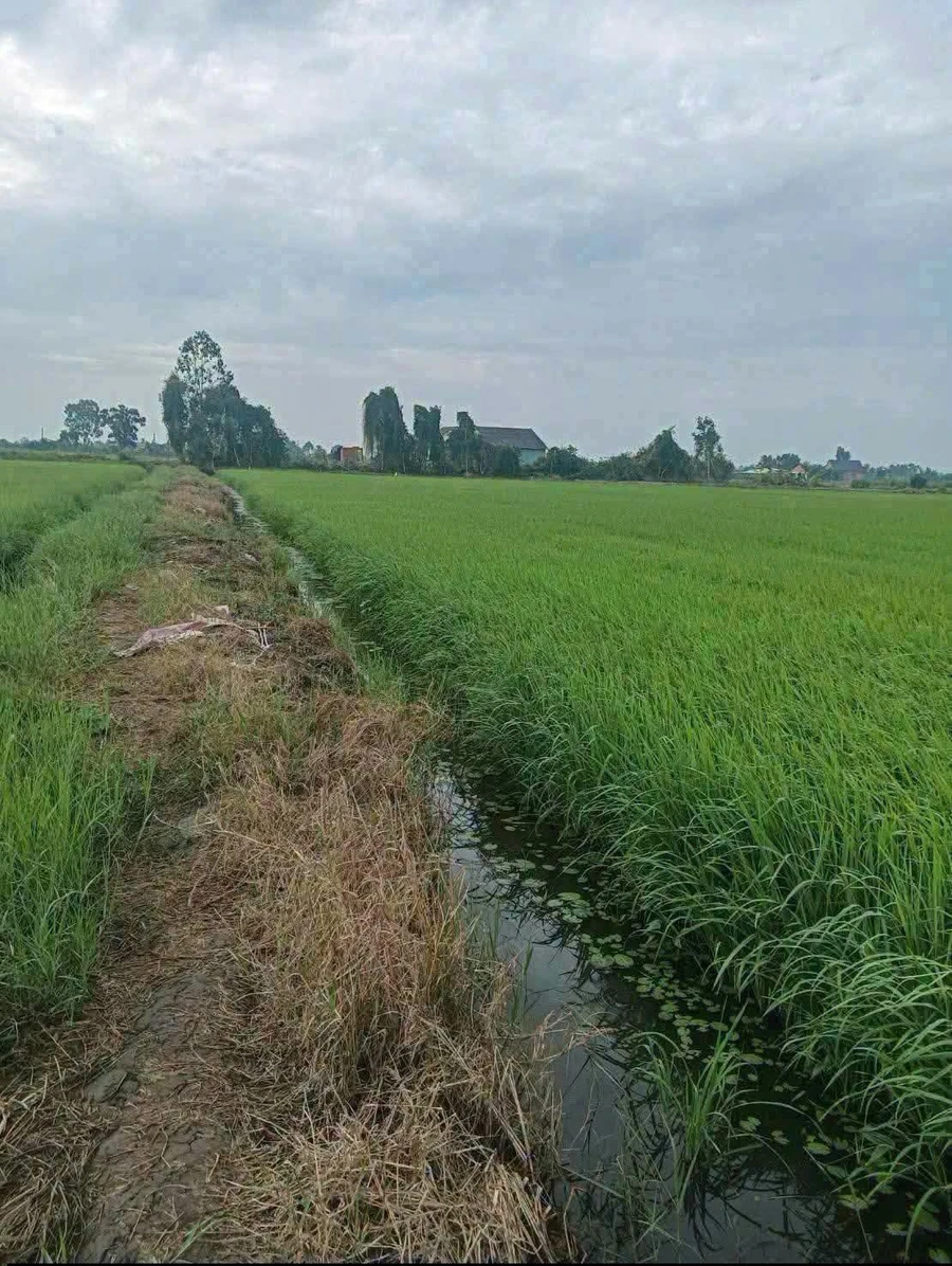 Bán đất lúa 6.176m² Hóa Long An, 140 triệu/công - Ảnh thu nhỏ 2