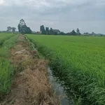 Bán đất lúa 6.176m² Hóa Long An, 140 triệu/công - Ảnh thu nhỏ 2