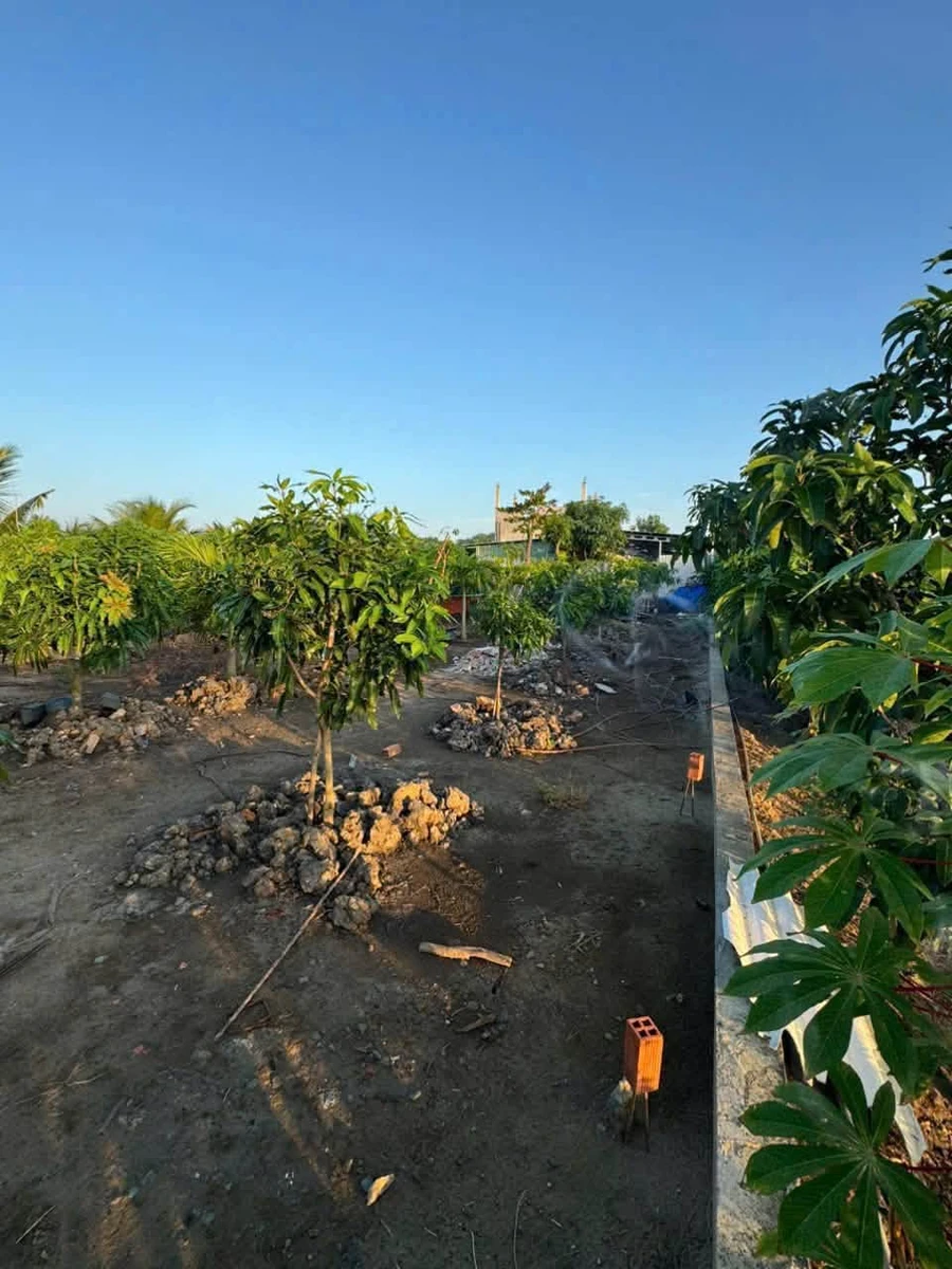 Bán nhà vườn 2000m2 có 5 phòng trọ đang cho thuê tại xã Mỹ An, Tây Ninh - Ảnh thu nhỏ 5