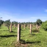 Bán đất 6000m2 trồng cây lâu năm Bình Thuận 1.3 tỷ - Ảnh thu nhỏ 2