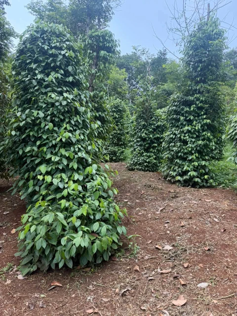 Bán 2 hecta đất rẫy Đắk Nông 2 tỷ 500 triệu - Ảnh 1