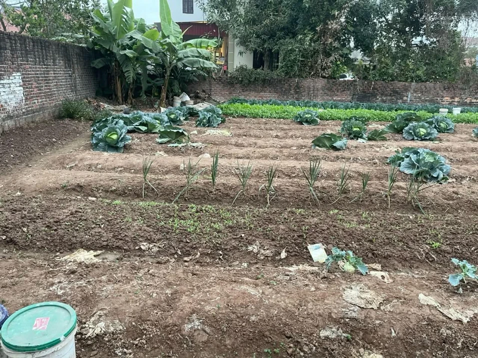 Đất có sổ đỏ đang sử dụng trồng hoa màu - Ảnh thu nhỏ 4