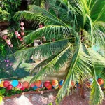 Papa Farm Riverside khu vườn của Ba Hạnh Phúc cho cả nhà đất vườn MT Sông Thành Triệu 1,2 ha - Ảnh thu nhỏ 10