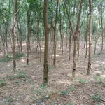 Đất cao su ~1 hecta Phú Riềng 1 tỷ - Ảnh thu nhỏ 2