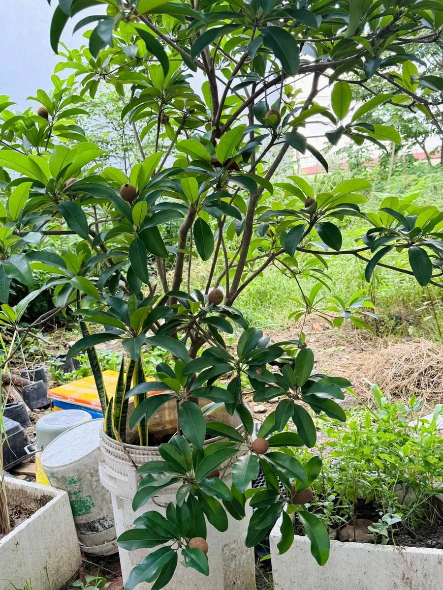 Bán nền đất 600m² Phường Bình Lộc, Long Khánh - Ảnh thu nhỏ 2