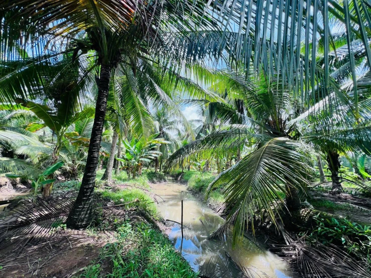 Bán đất vườn 4200m² có nhà, Giồng Trôm, Bến Tre - Ảnh thu nhỏ 4