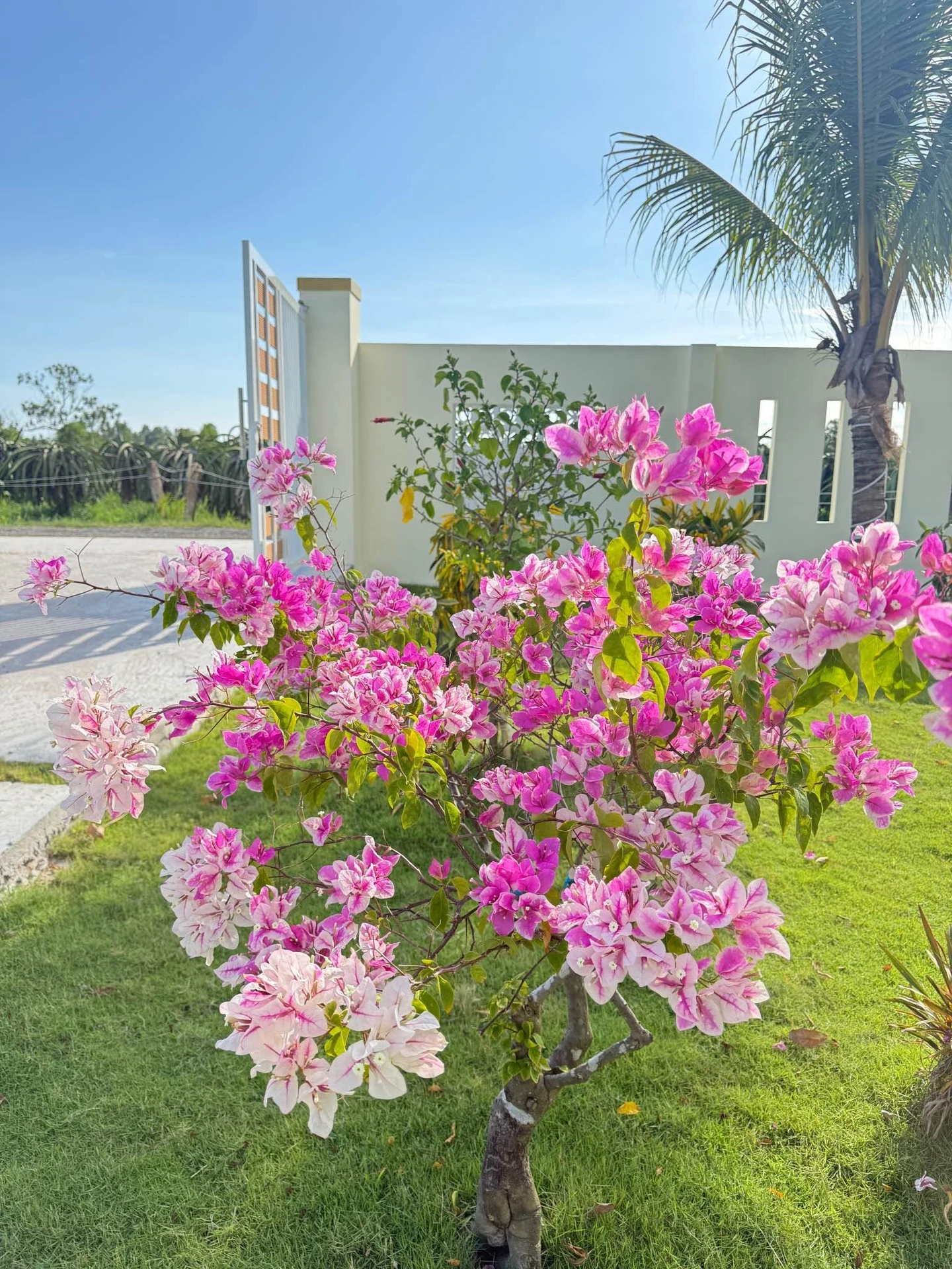 Bán nhà vườn 1.606m² Phan Thiết 1 tỷ 790 triệu - Ảnh 1