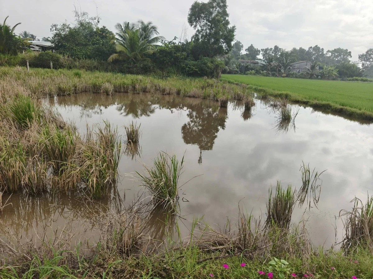 Bán đất thổ cư 171m2 Tân Trụ, Long An - Ảnh thu nhỏ 3